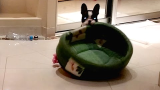 French Bulldog Puppy Heroically Reclaims Bed from Evil Cat